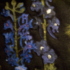 QQ601 Fabulous Flowers- Delphinium - Image 2